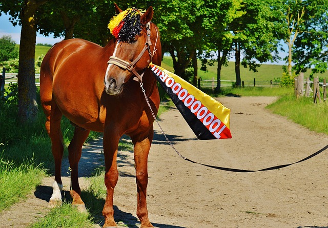 約基奇的崛 約基奇的崛