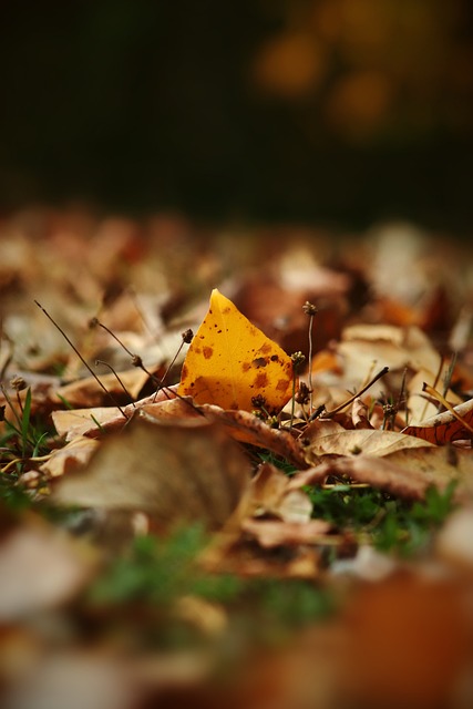 员如贝兹利 员如贝兹利
